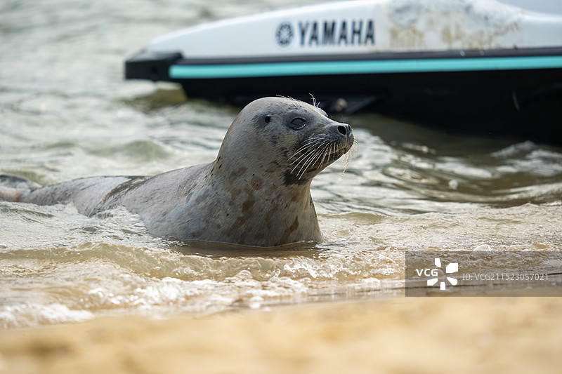 一只斑海豹的北海奇幻之旅图片素材