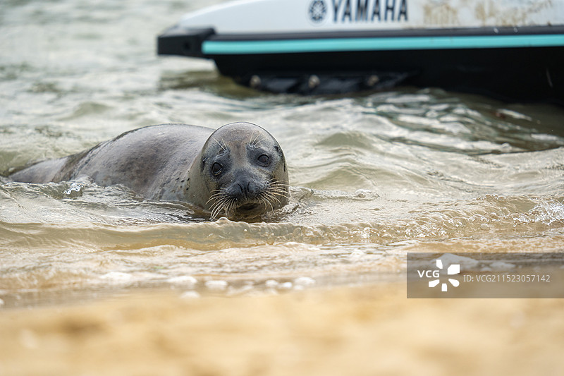 一只斑海豹的广西北海奇幻之旅图片素材