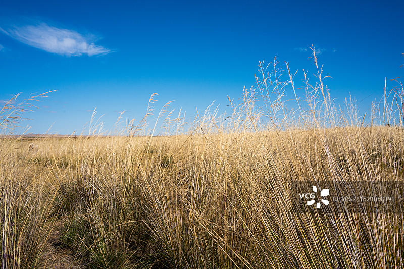 蓝天下草原上草随风摇摆图片素材