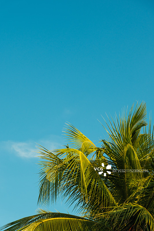海南三亚蓝天下的椰子树图片素材