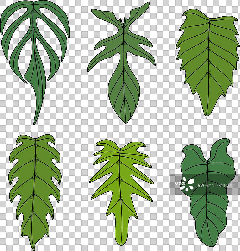 龟背竹叶图片素材