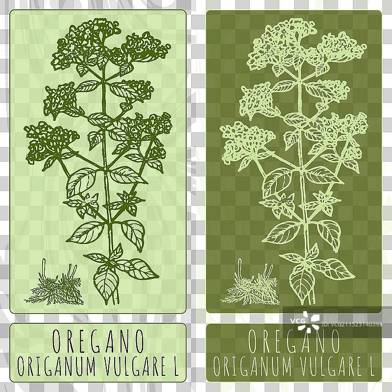 手绘牛至图片素材