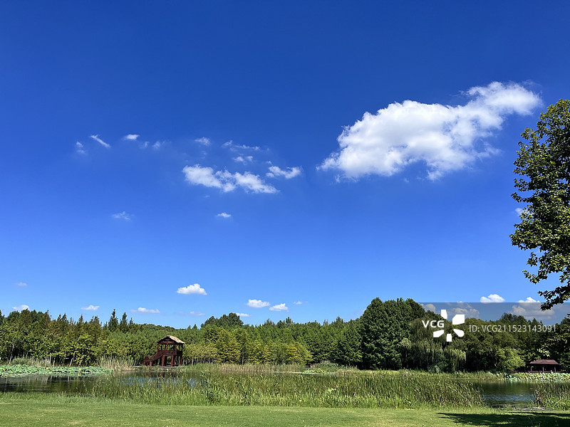 丛林野趣图片素材