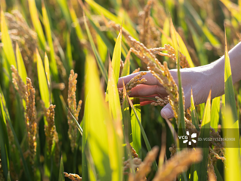 秋后水稻水稻田图片素材