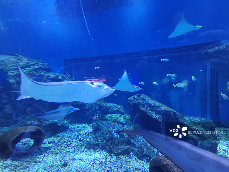 武汉市海昌极地海洋世界景区图片素材