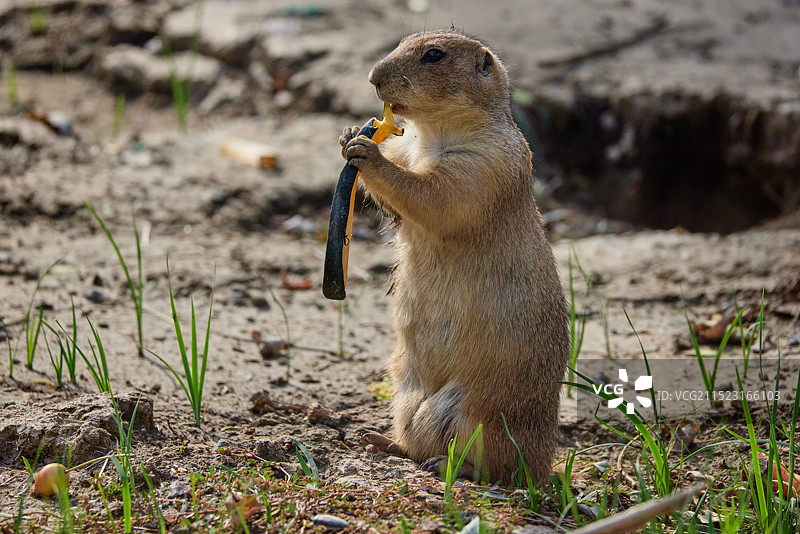 贪吃的土拨鼠图片素材