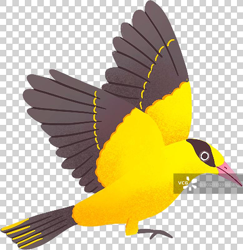 一只飞翔的黄莺图片素材