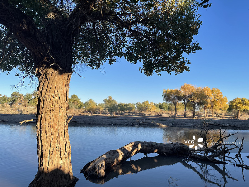黑水城，胡杨林图片素材