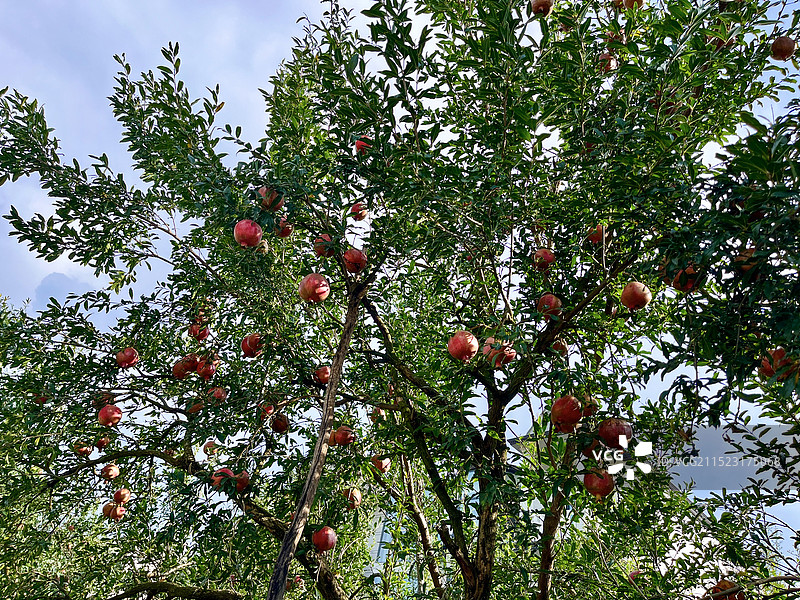 树上生长的石榴图片素材
