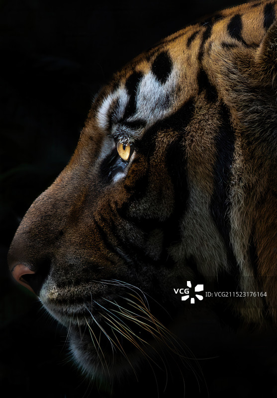 虎虎虎图片素材