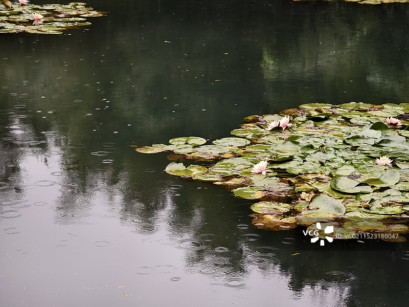 雨中残荷图片素材
