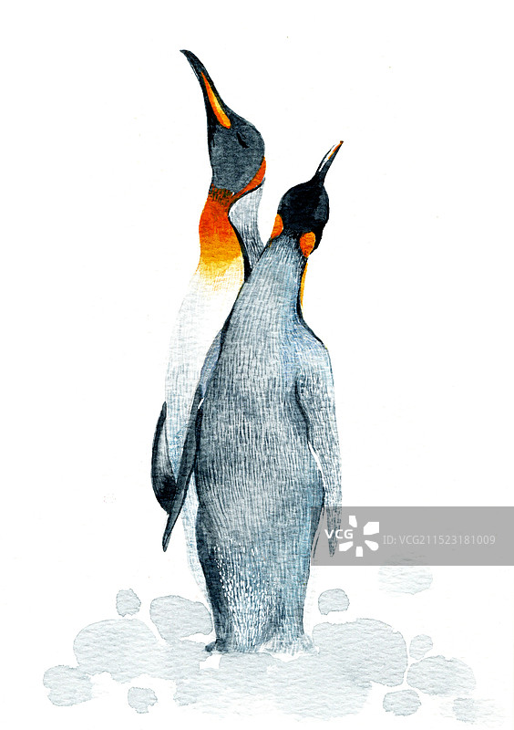 企鹅图片素材