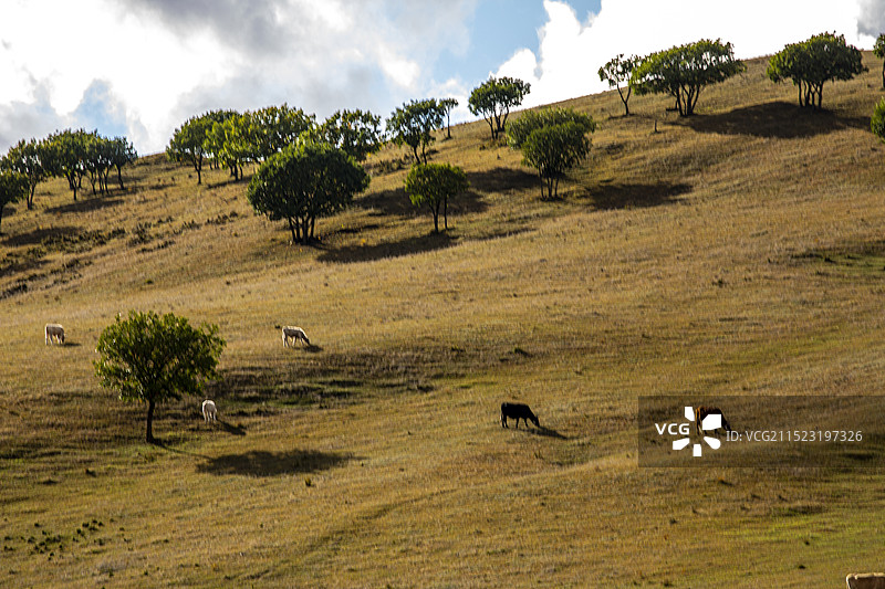 内蒙坝上赤峰将军泡子图片素材