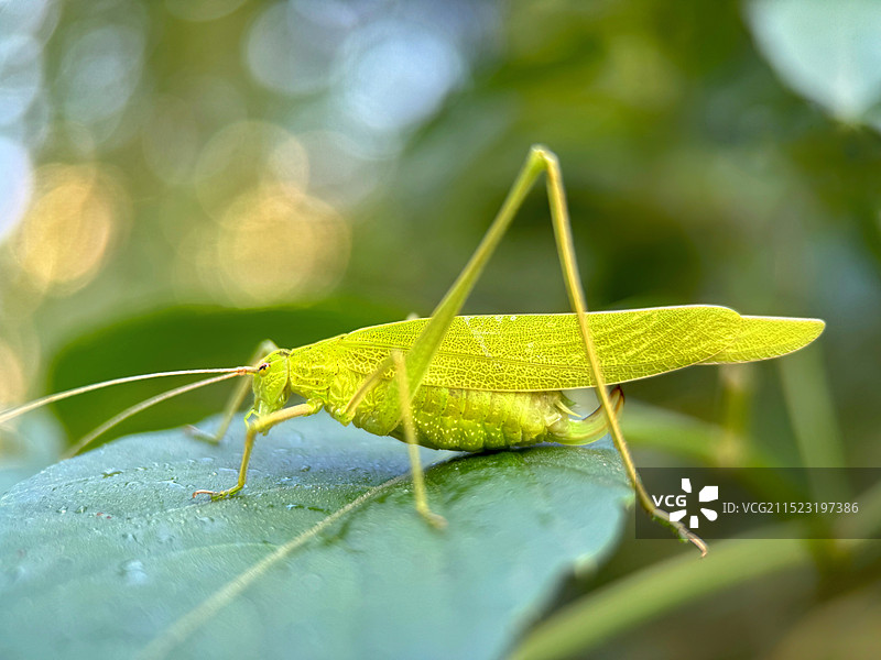 叶子上停歇的螽斯图片素材