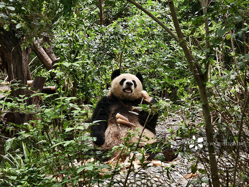 吃竹子的大熊猫图片素材