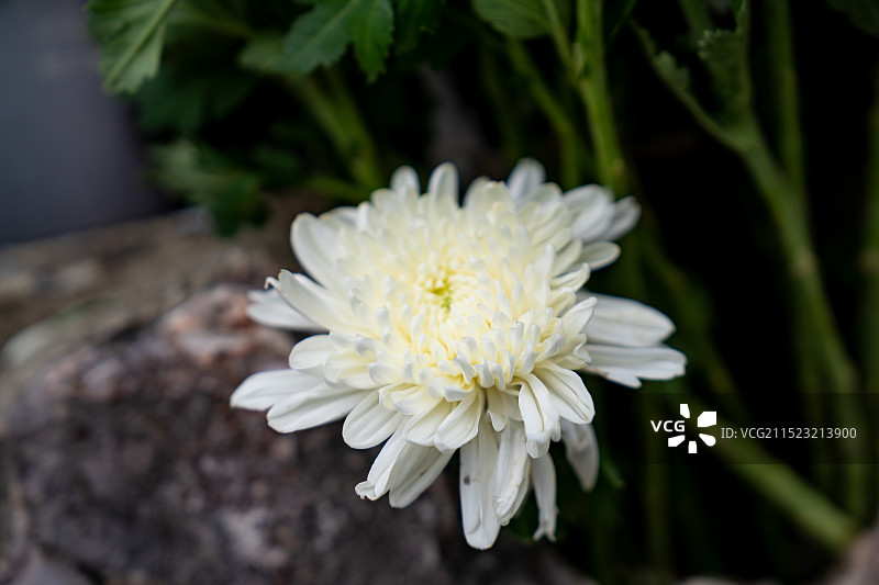 祭奠菊花图片素材