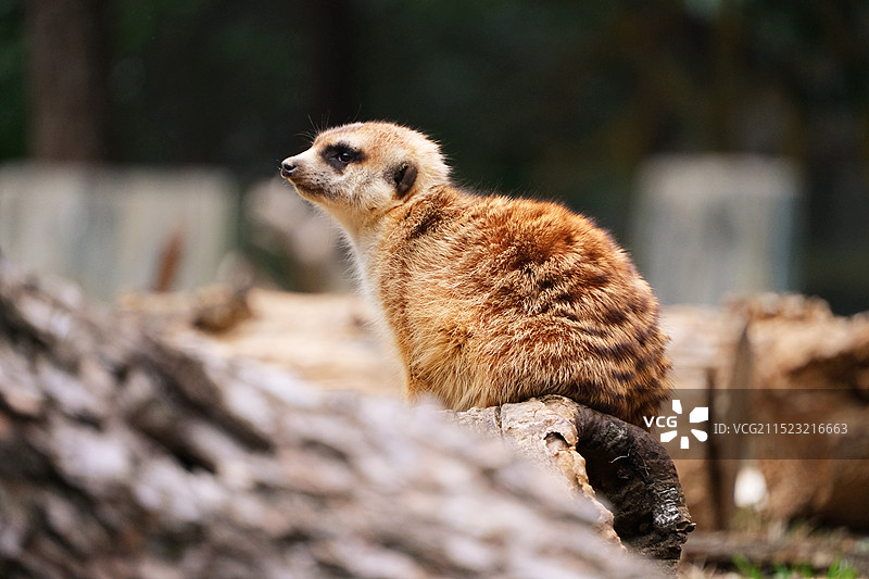 红山动物园的小熊猫、老虎等图片素材