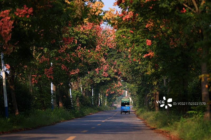 栾树盛放的乡间公路图片素材