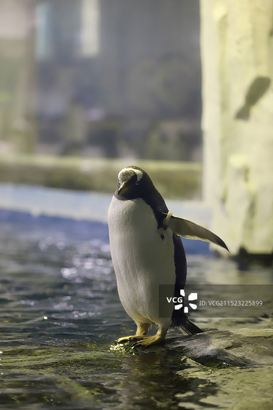 杭州长乔海洋极地公园的企鹅图片素材