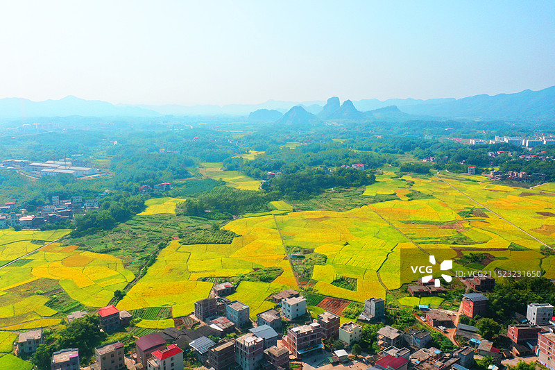 广西苍梧：秋日田园“丰”景美图片素材