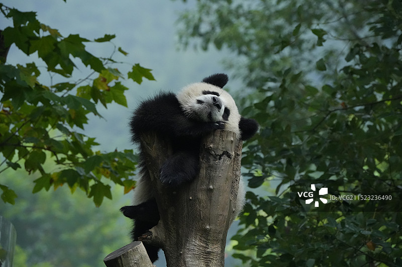 大熊猫幼崽思雪崽图片素材