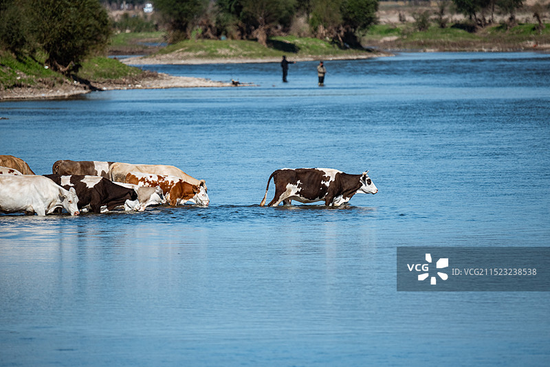 辽宁锦州 下河放养的奶牛 优质生态奶源地 东北阿勒泰图片素材