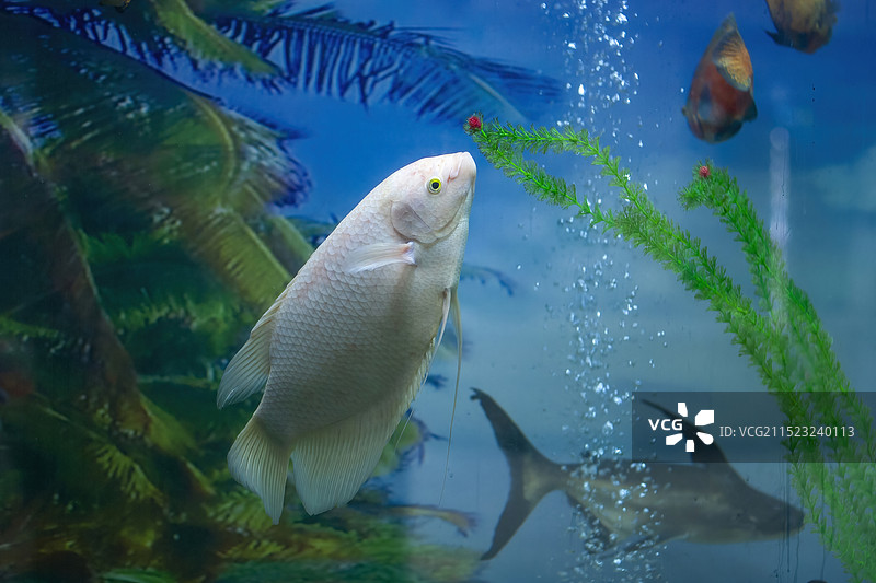 观赏鱼图片素材