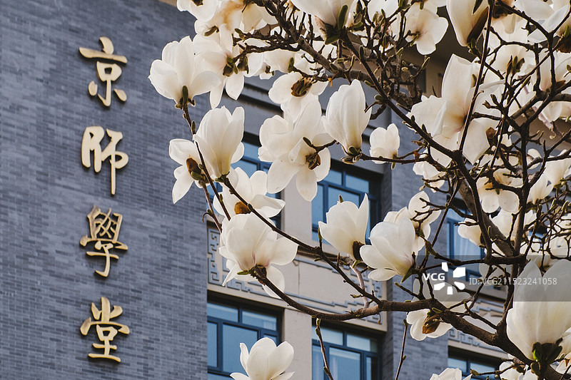 北京师范大学 校内标志性建筑京师学堂和玉兰花图片素材