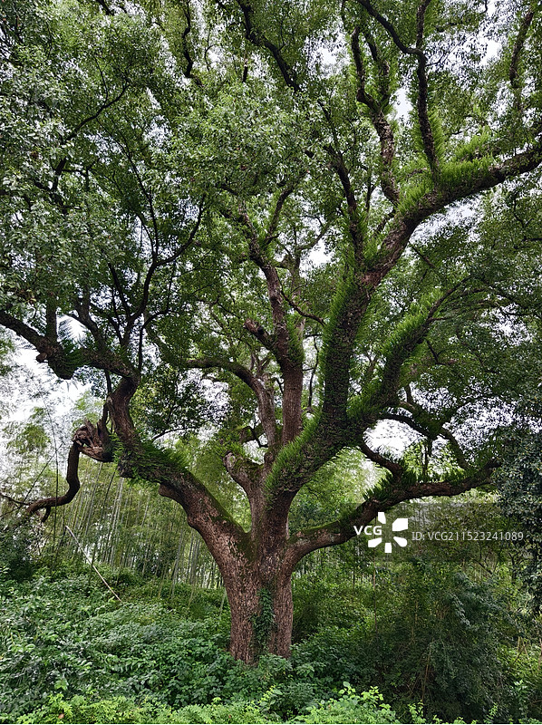 丽水古堰画乡景区古樟树图片素材