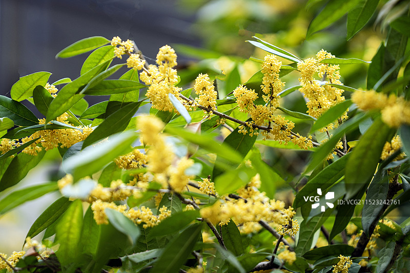 湖北恩施久旱逢甘霖迟开桂花娇艳欲滴图片素材