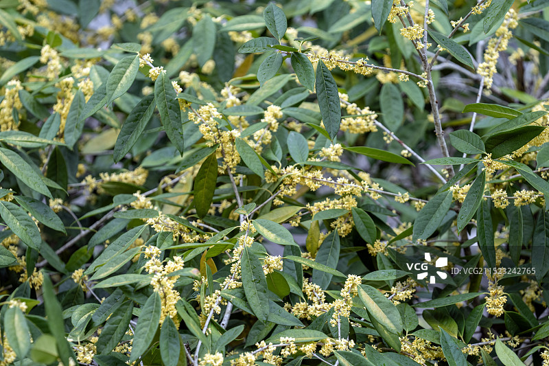 湖北恩施久旱逢甘霖迟开桂花娇艳欲滴图片素材