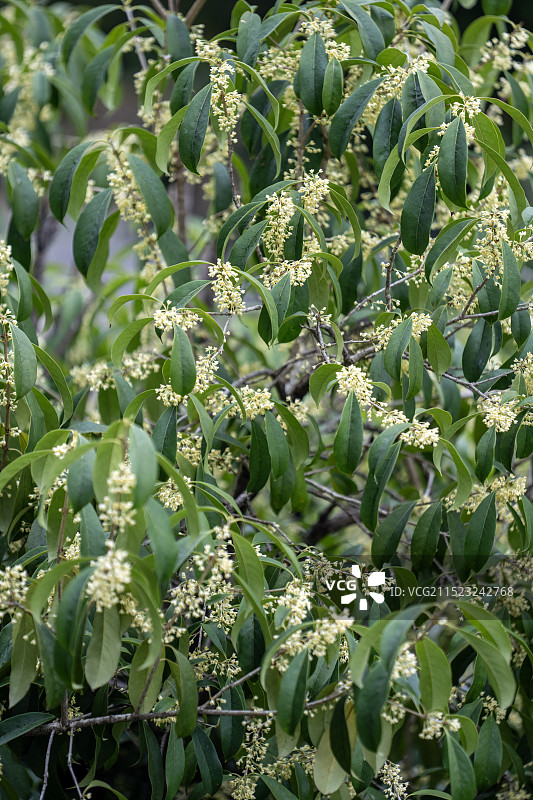 湖北恩施久旱逢甘霖迟开桂花娇艳欲滴图片素材