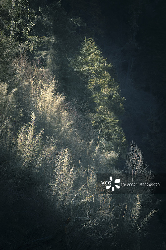 西藏灌木图片素材