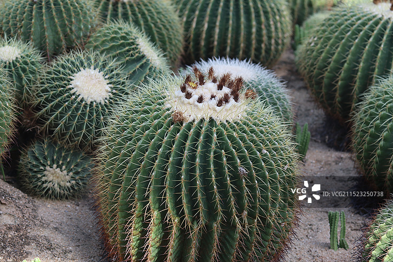 仙人球图片素材