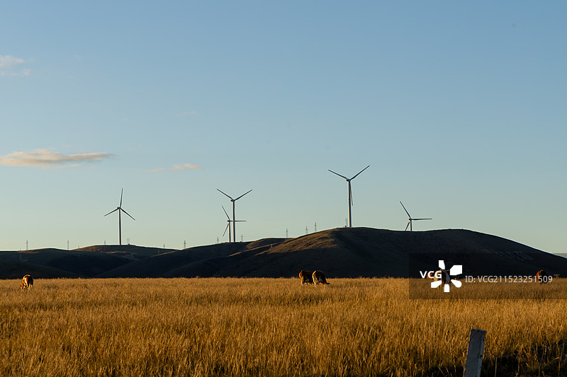 草原上的风力发电站牛群牧场图片素材
