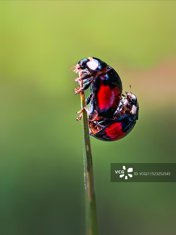 爱的最高境界（七星瓢虫）图片素材