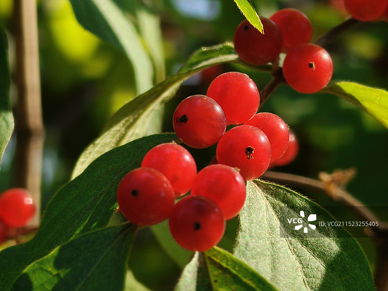 金银木种子忍冬果图片素材