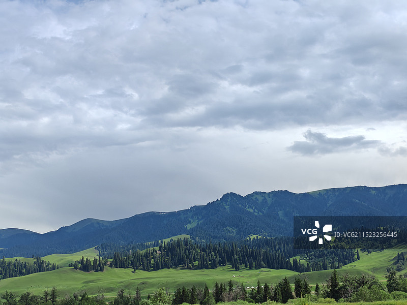 新疆伊犁大草原牛羊公路图片素材