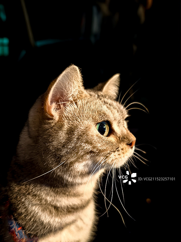 猫侧脸特写图片素材