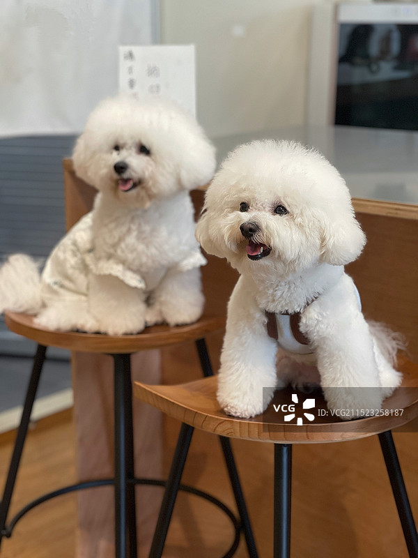 两只可爱的比熊犬图片素材