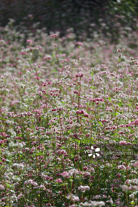 花卉 月季 花海 荞花 木槿图片素材
