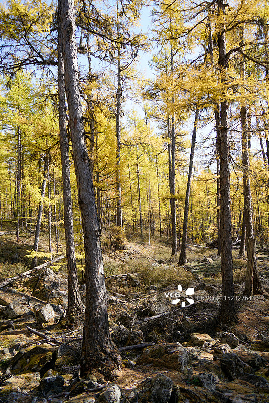 内蒙旅游大兴安岭秋景莫尔道嘎森林公园黄色落叶松森林图片素材