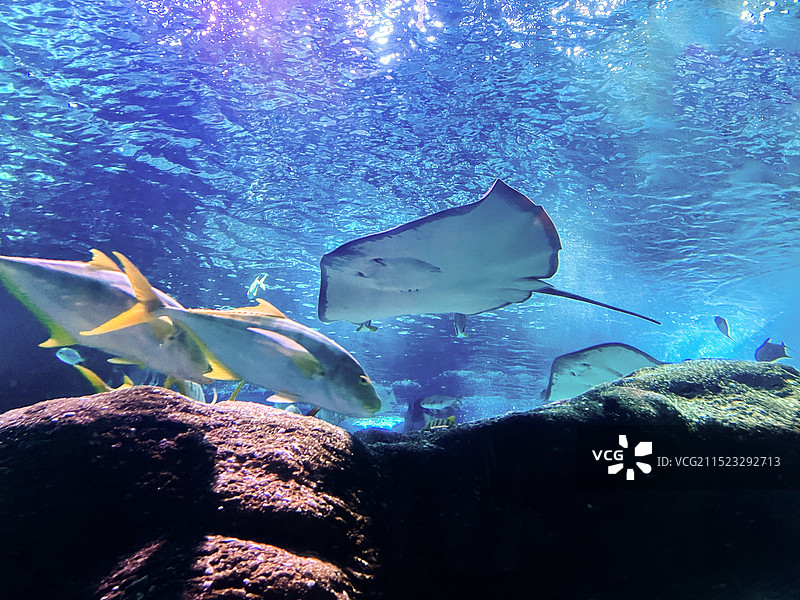 大连圣亚海洋世界图片素材