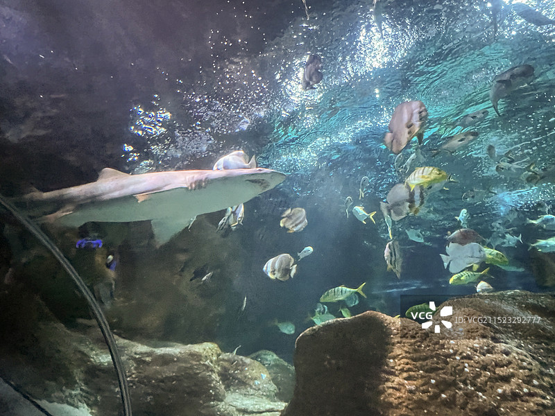 大连圣亚海洋世界图片素材