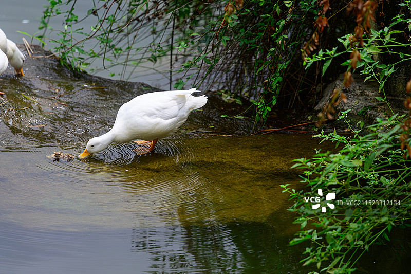 白色鸭子图片素材