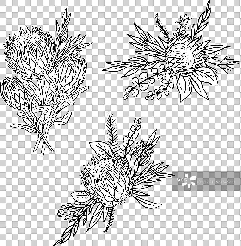 单色热带普罗蒂亚花卉和树叶图片素材