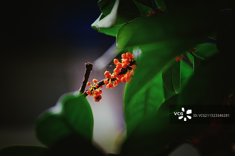 重阳福桂图片素材