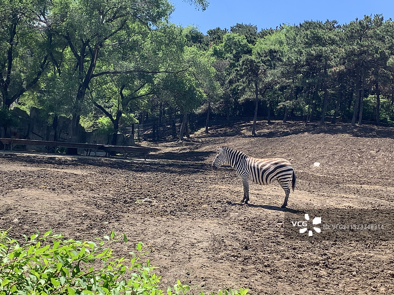 沈阳森林动物园图片素材