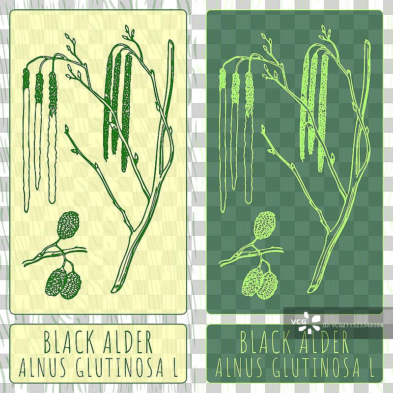 手绘黑桤木图片素材