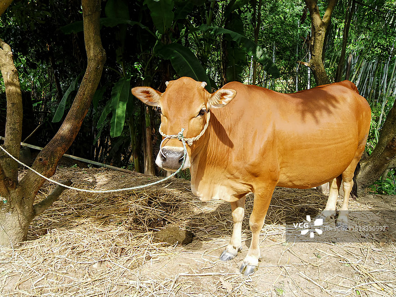 被拴着的黄牛图片素材